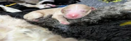 Sheepadoodle dogs for sale: Scrumptious Sheepadoodles - Advert 14