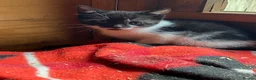 Mixed Breed cats for sale: Kittens - Advert 3