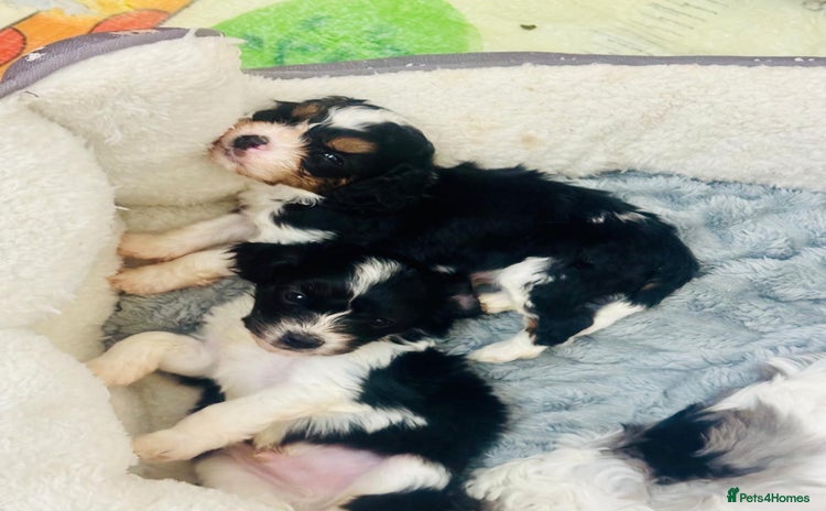 Cavapoo dogs F1 tiny toy cavapoo extensively health tested  - Advert 9