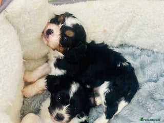 Cavapoo dogs F1 tiny toy cavapoo extensively health tested - Advert 7