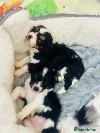 Cavapoo dogs F1 tiny toy cavapoo extensively health tested - Advert 9