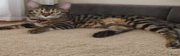 Bengal cats for sale: Soton Savannah (bengal)  - Advert 2