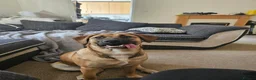 Mixed Breed dogs for sale: 11 month old female mixed breed  - Advert 7