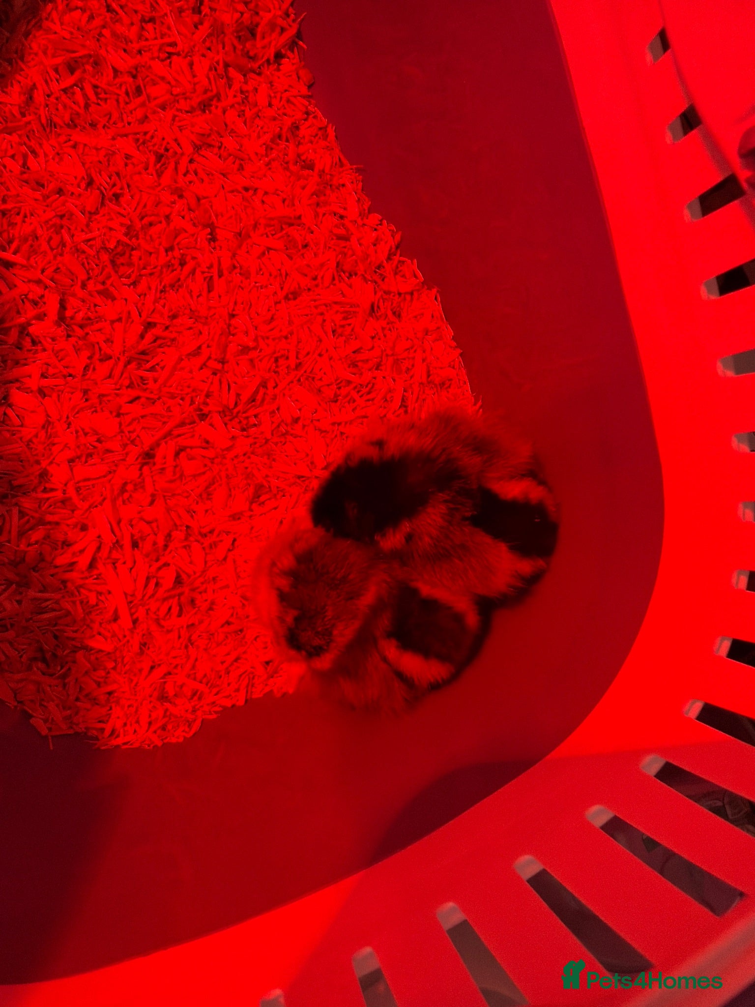 Chickens poultry 2x female legbar chicks for sale only born today  - Advert 3