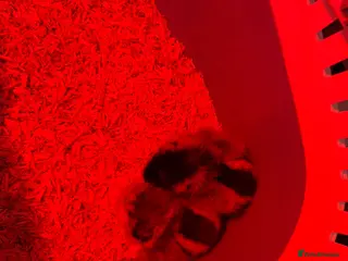 Chickens poultry 2x female legbar chicks for sale only born today - Advert 1