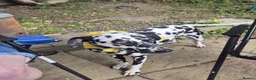 Dalmatian dogs for sale: Dalmatian needs a good home - Advert 3
