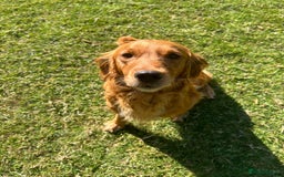 Mixed Breed dogs for sale: Rare Litter of Golden Irish puppies available  - Image 17