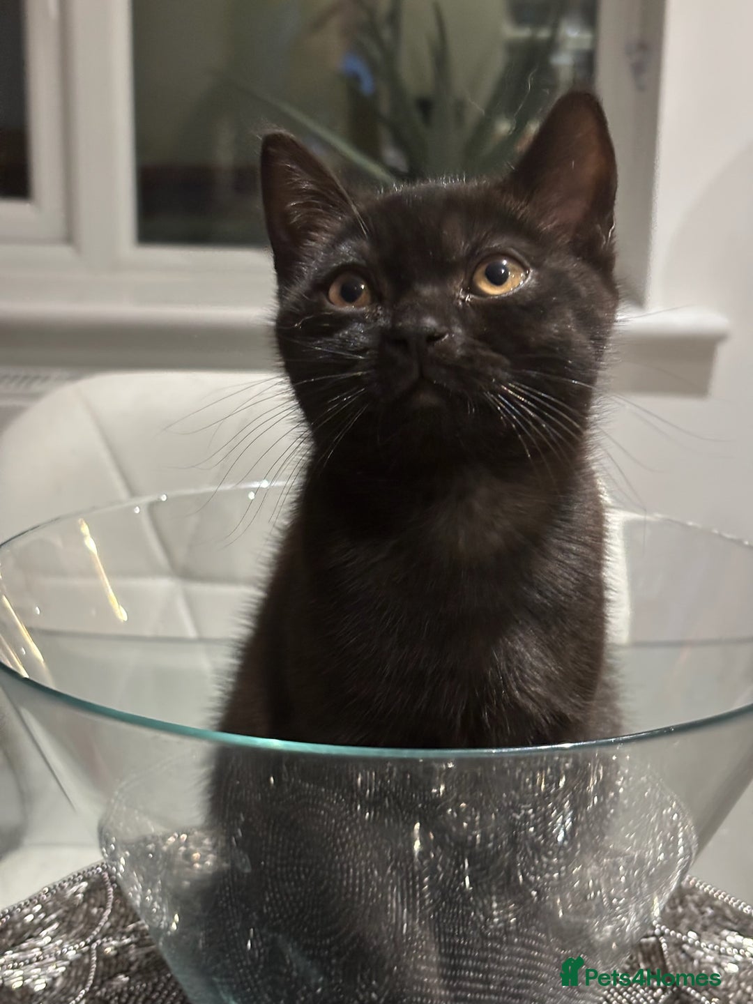 British Shorthair cats for sale: Full BSH kittens ready to leave now, 14 weeks old - Image 4
