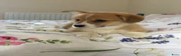 Welsh Corgi Pembroke dogs for sale: KC Pembrokeshire Corgi Puppies with Champion Lines - Advert 6