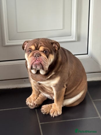 English Bulldog dogs - Advert 1