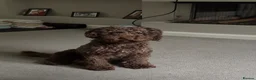Cockapoo dogs for sale: F2b cockapoos  - Advert 5