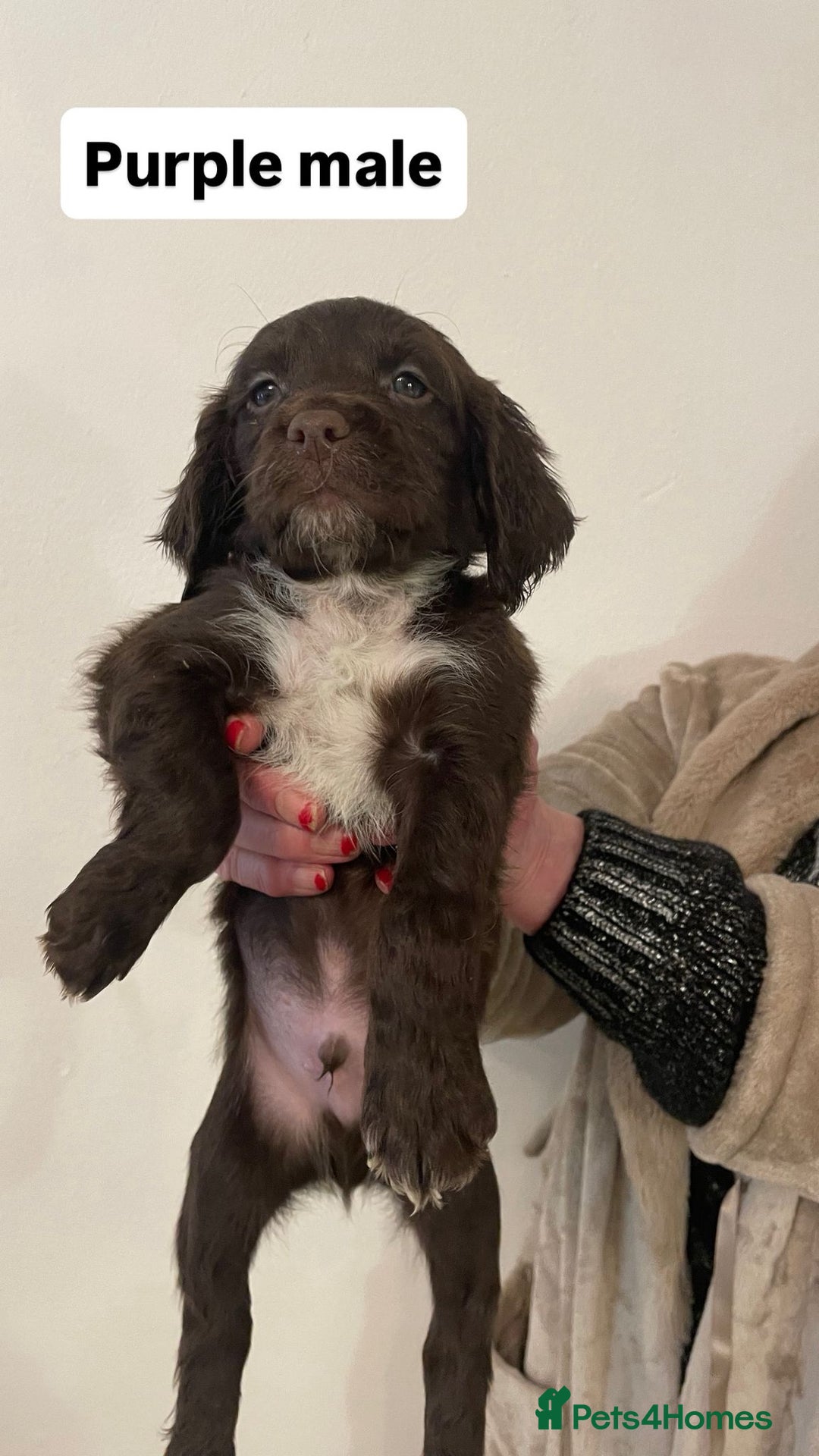Sprocker dogs for sale: Sproker Spaniels For Sale - Advert 7