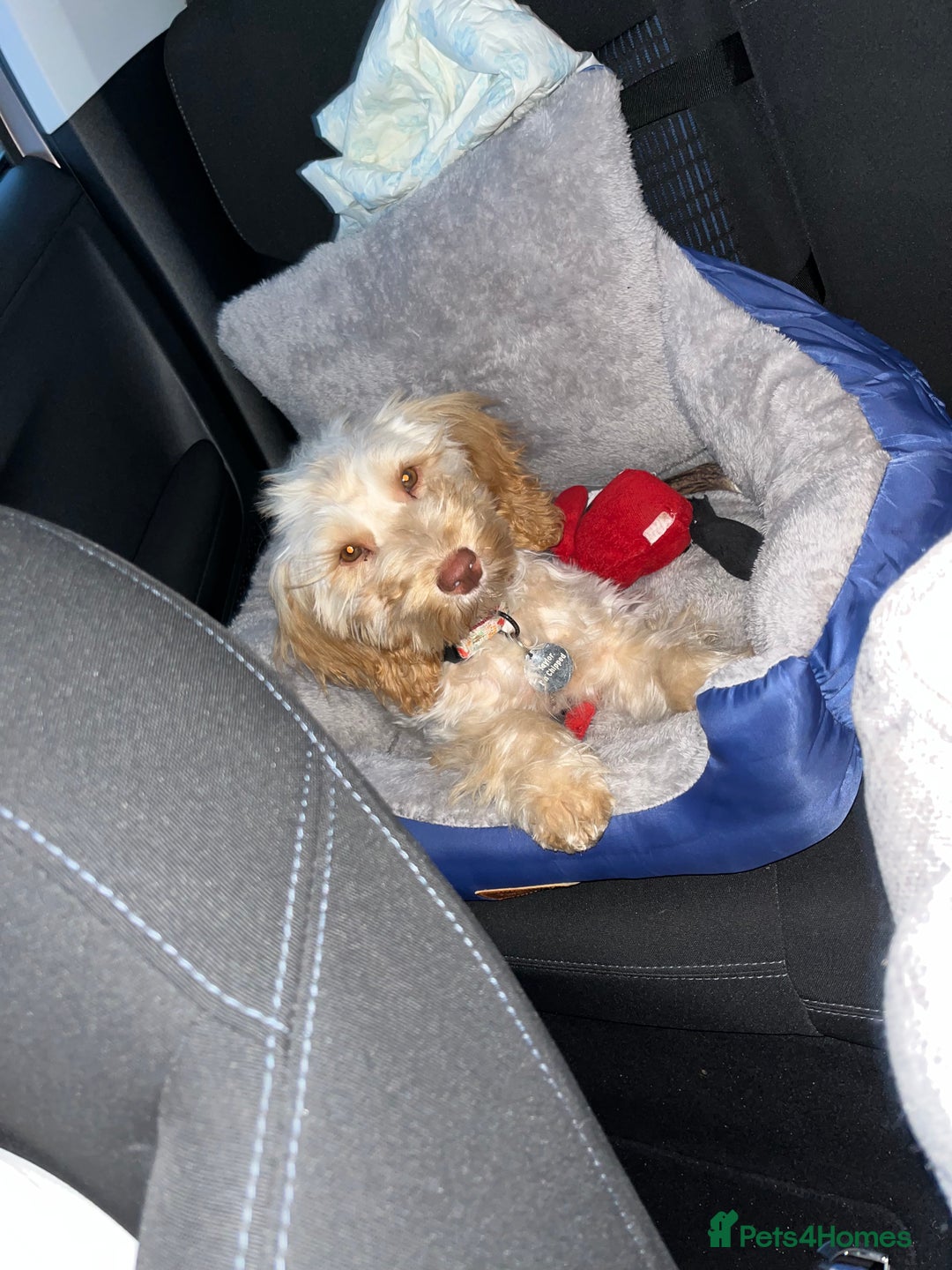 Cockapoo dogs for sale: F3 6 Month Old Cockapoo (Ralph) - Advert 6