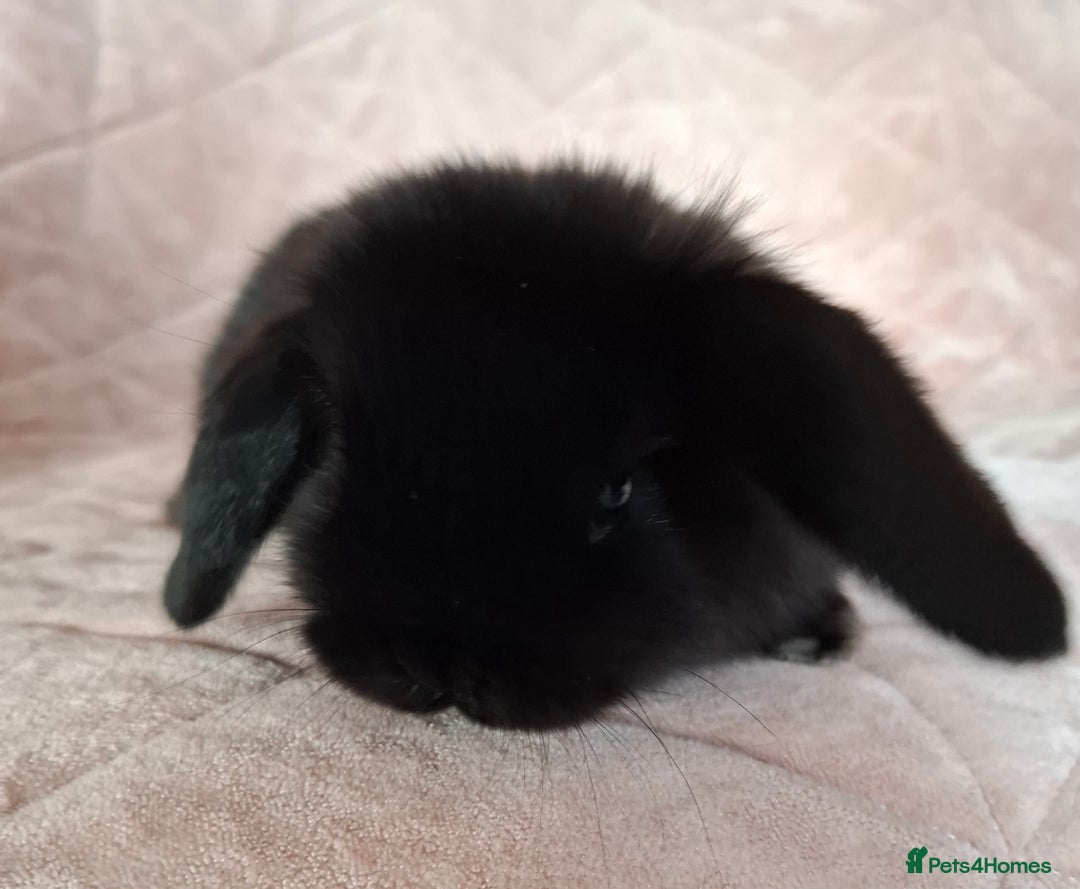 Mini Lop rabbits for sale: Mini lops  - Image 4