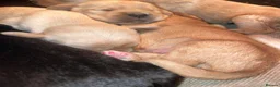 Cockerdor dogs for sale: 🌟 Health Tested Cockerdor Puppies 🌟  - Advert 6