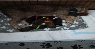Bedlington Terrier dogs - Advert 16