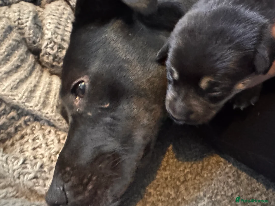 Mixed Breed dogs for sale: Staffy x belgian malinois  - Advert 9