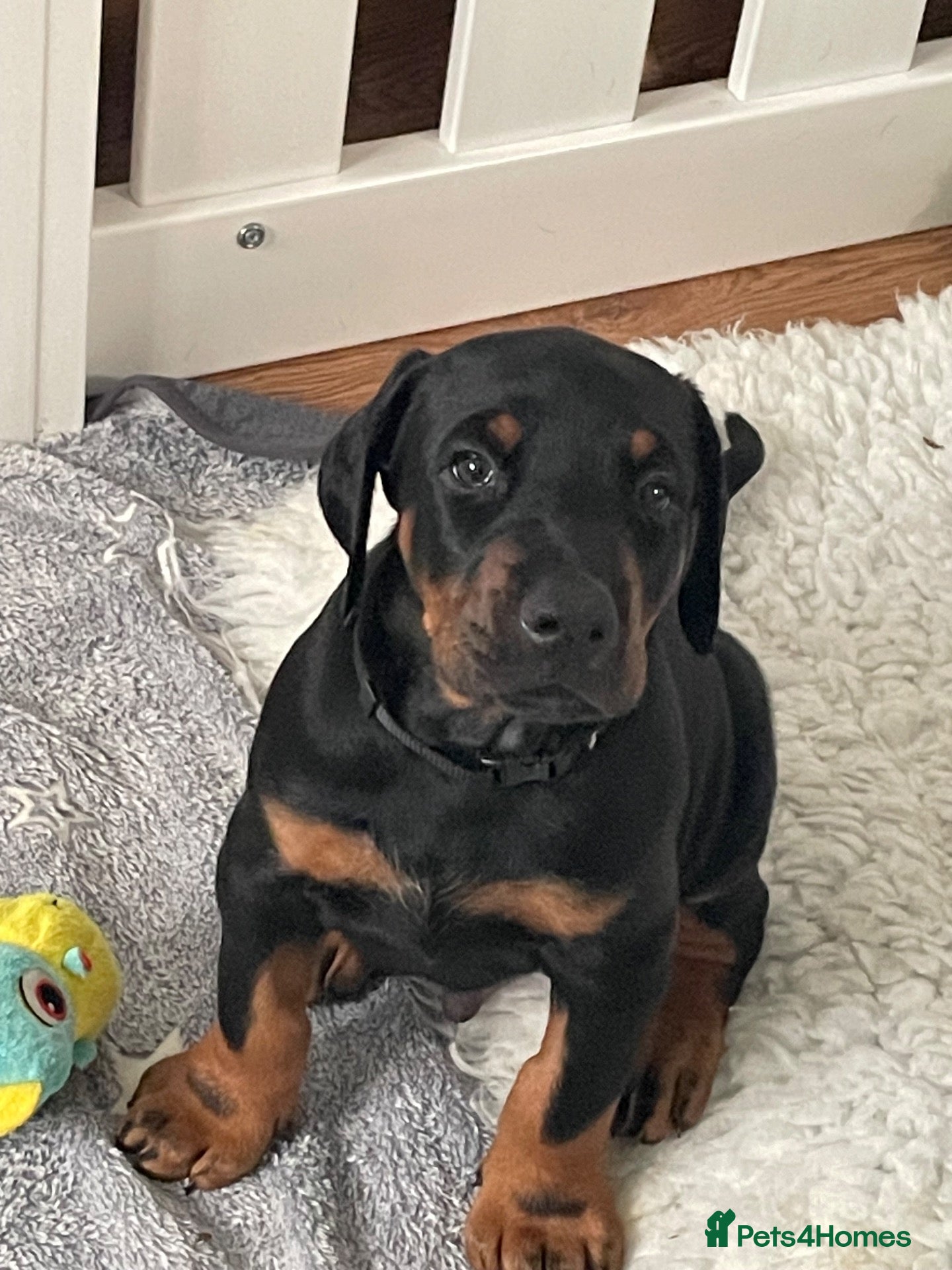 Dobermann dogs KC Reg Doberman - Health tested parents - Advert 2