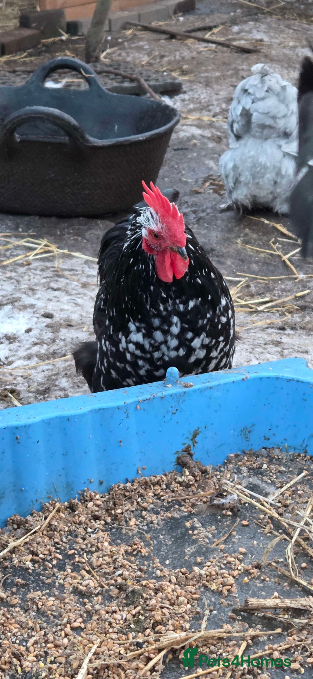 Chickens poultry for sale: Roosters for sale-East Ipswich in Ipswich  - Advert 8