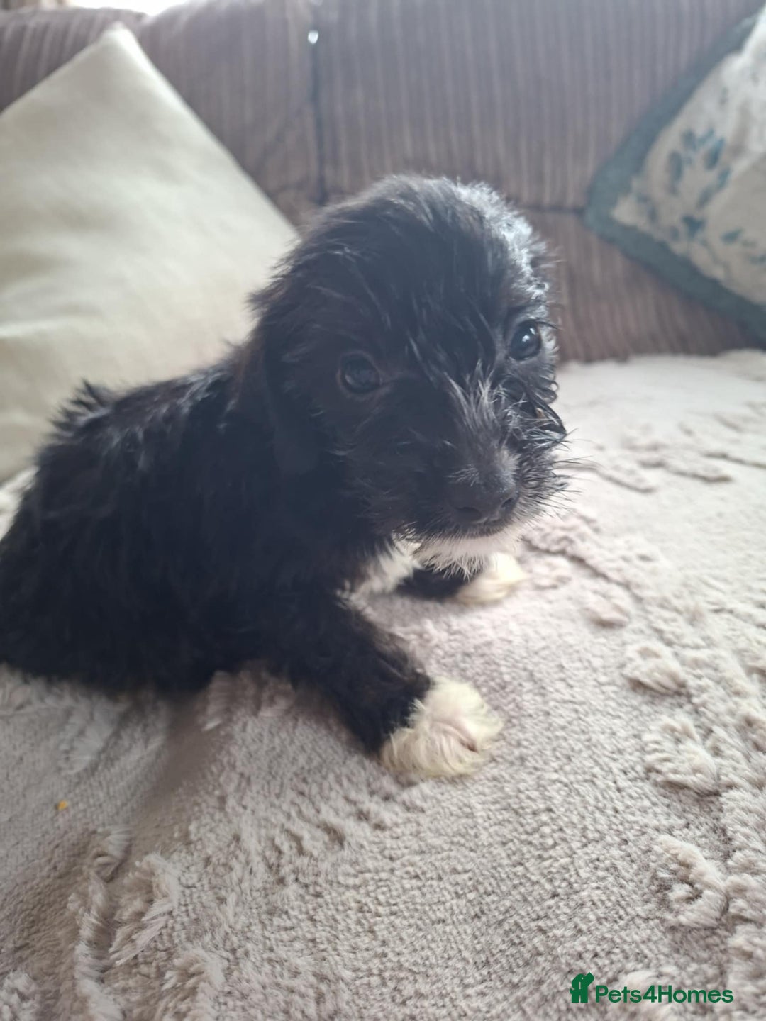 Mixed Breed dogs for sale: Jackapoos - Advert 6