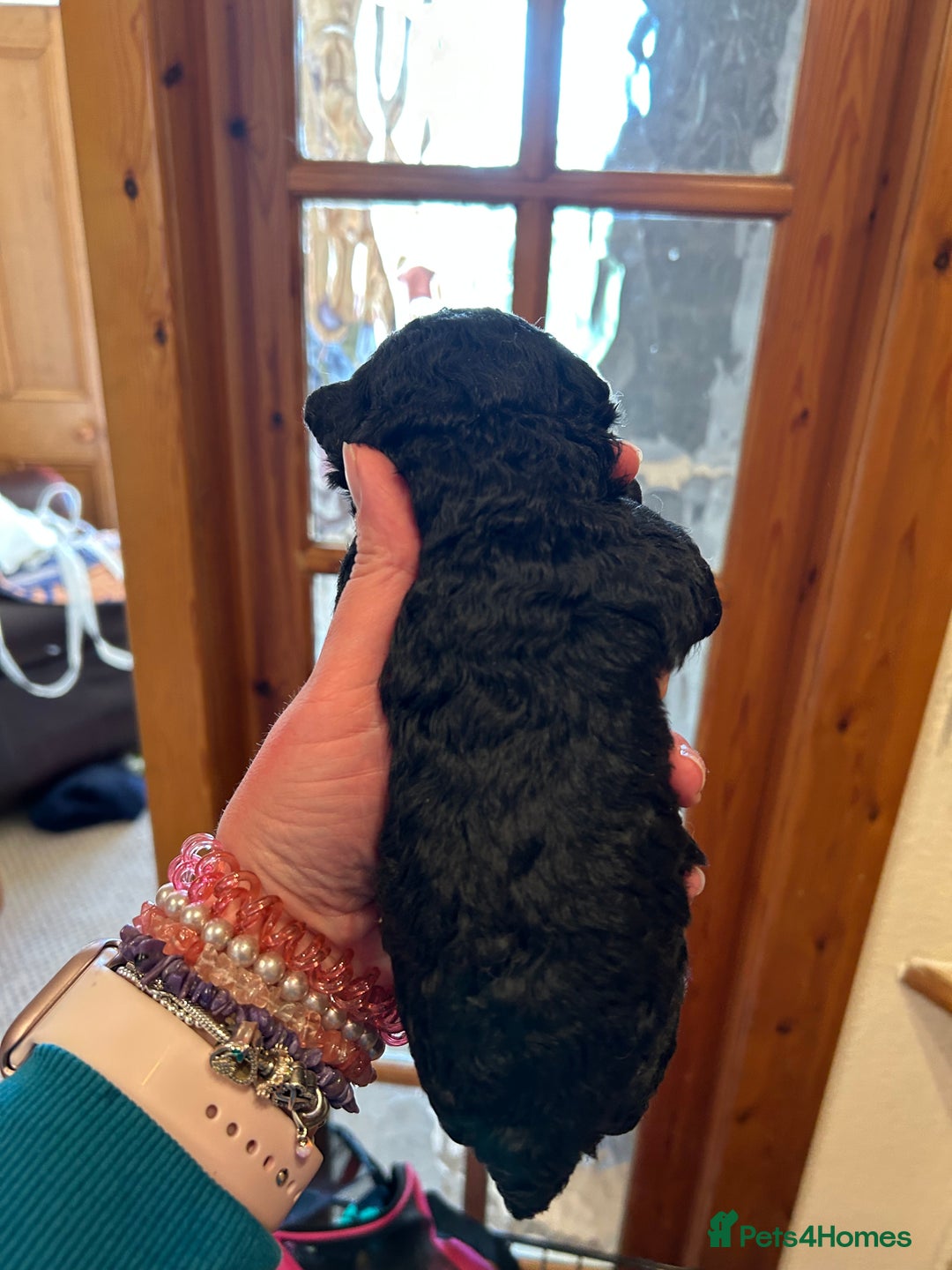 Toy Poodle dogs for sale: Toy poodle puppies ready now. Aberdeenshire - Image 9