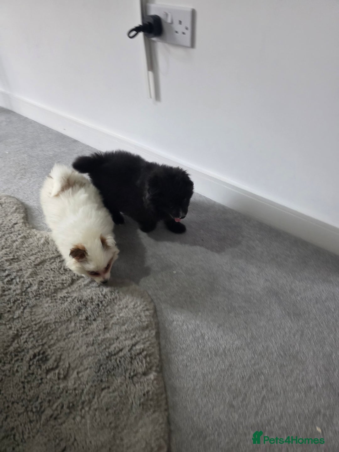 Pomeranian dogs for sale: Pomeranian puppies  - Image 21