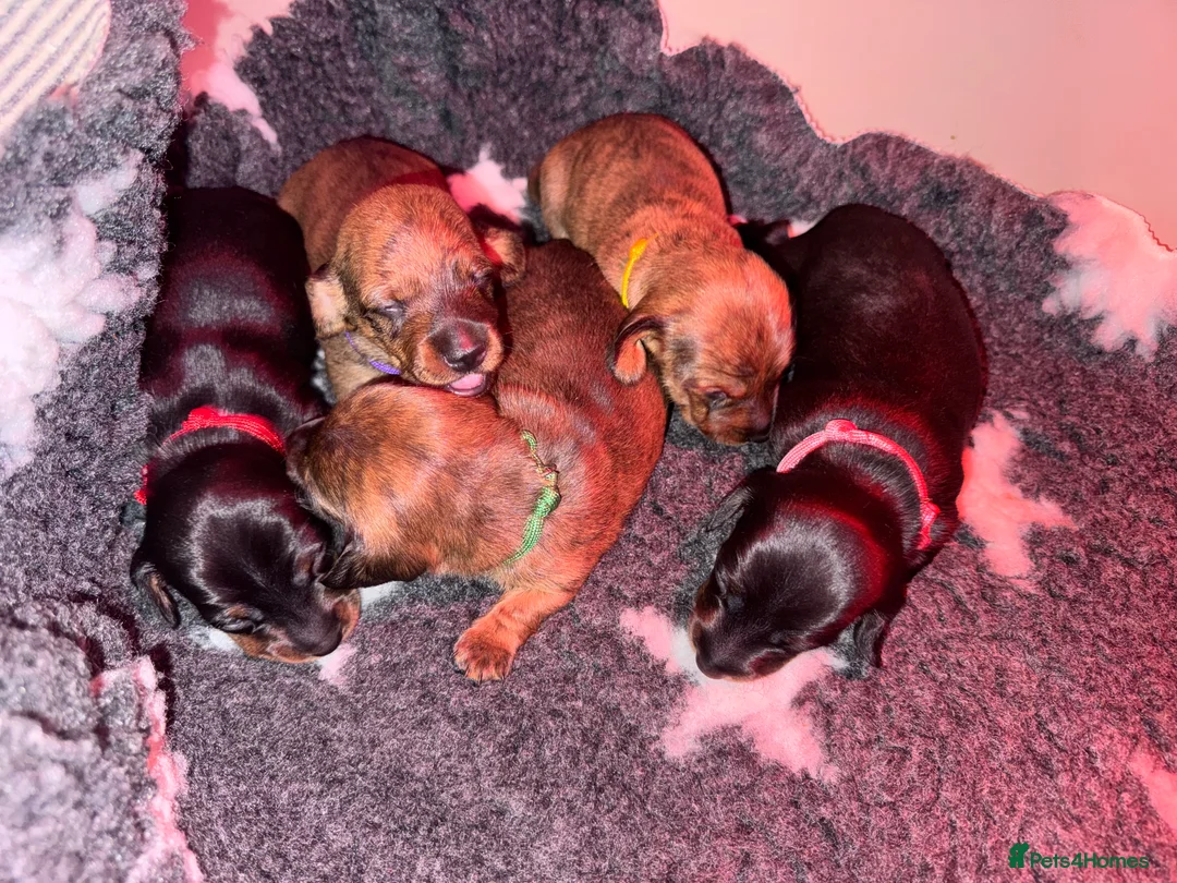 Miniature Dachshund dogs for sale: Gorgeous girls Mini Dachshund  - Advert 10