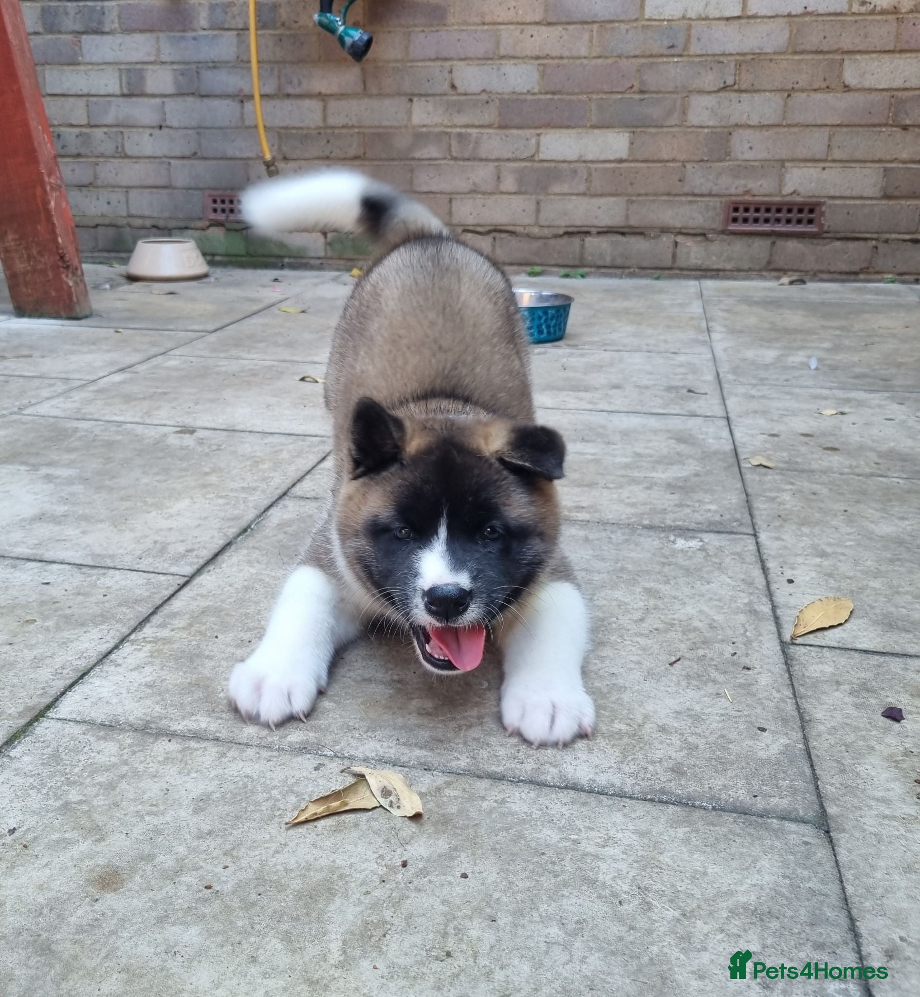 Akita dogs Pure breed American Akita puppies for sale - Advert 4