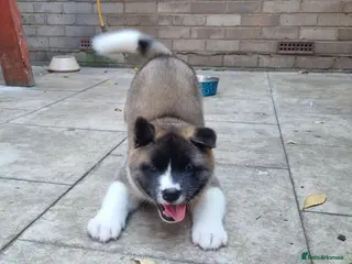 Akita dogs Pure breed American Akita puppies for sale - Advert 4