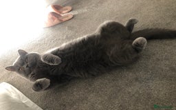 Domestic Shorthair cats for sale: Rehoming my 2 girls  - Image 9