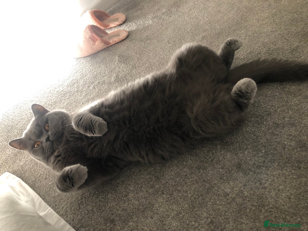 Domestic Shorthair cats for sale: Rehoming my 2 girls  - Image 9