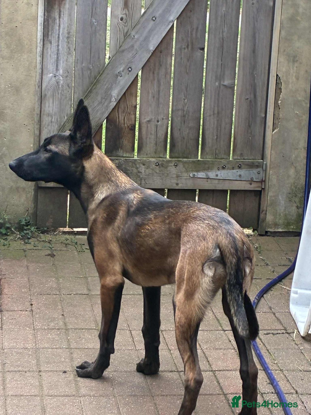Belgian Shepherd Dog dogs for sale: Belgian Malinois Puppy - Advert 2