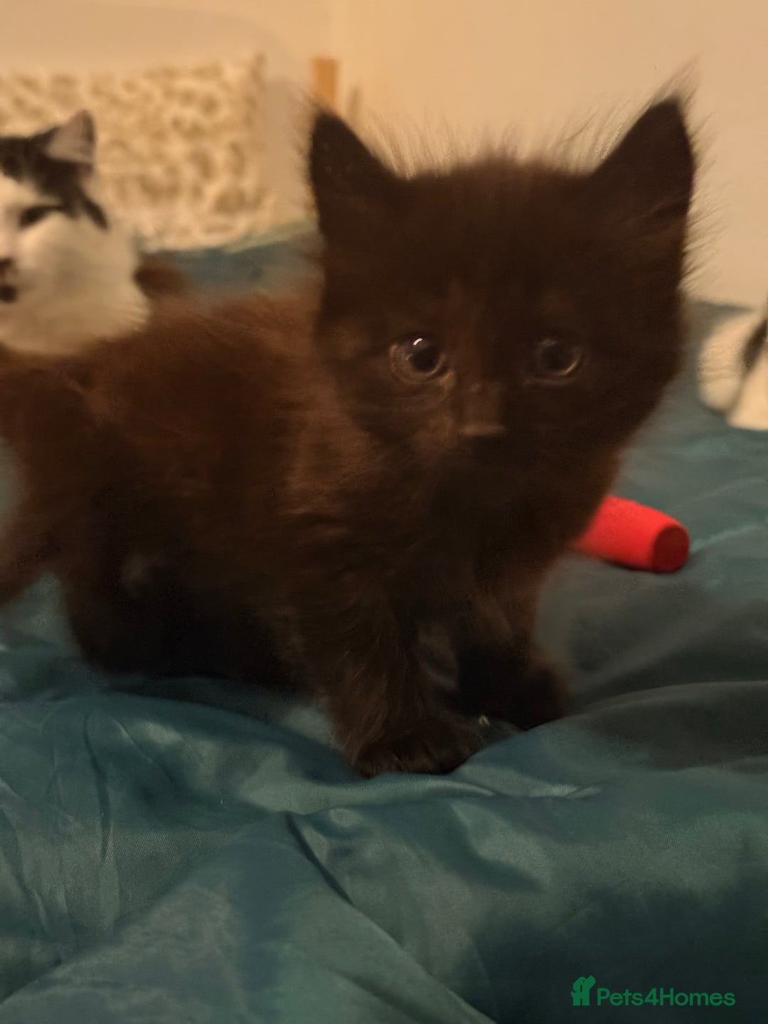 British Shorthair cats for sale: 4 adorable black and white kittens - Advert 3