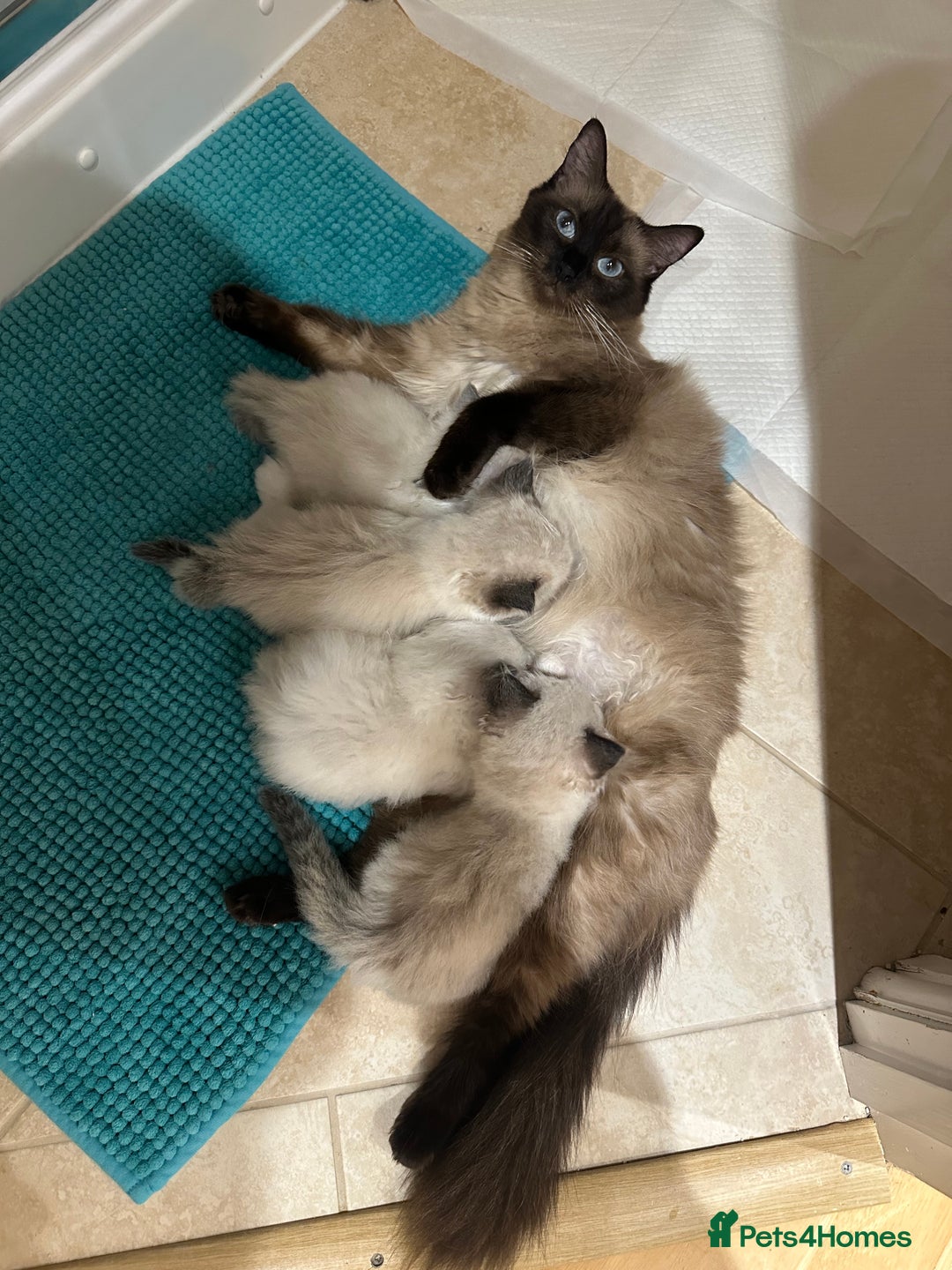 Ragdoll cats for sale: GCCF reg parents , pure breed ragdoll kittens 🤍 - Image 11