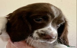 English Springer Spaniel dogs for sale: English Springer Spaniel Pups  - Image 30