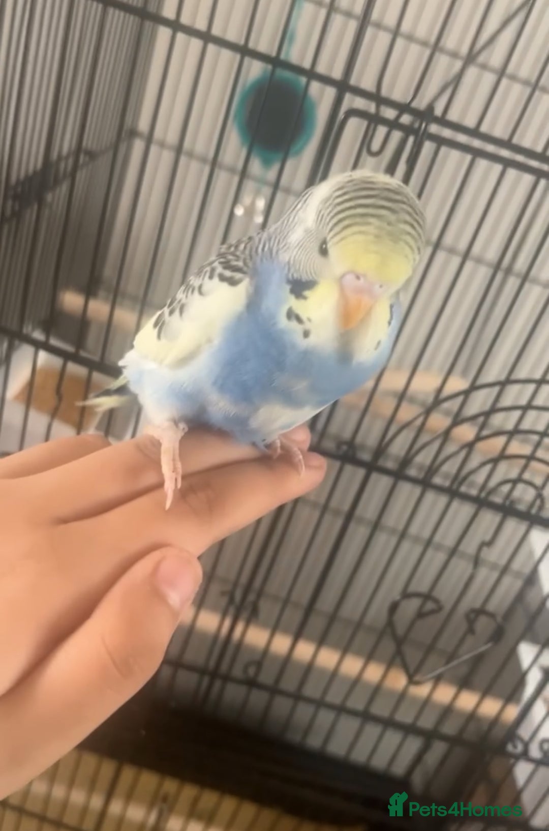 Budgerigars birds for sale: Three budgies to rehome! - Image 7