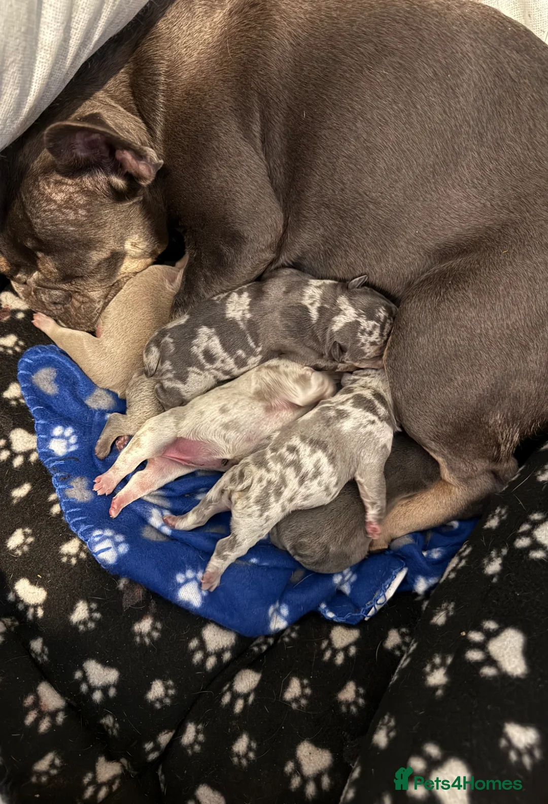 French Bulldog dogs for sale: Luxury French Bulldog Puppies for Sale - Advert 2