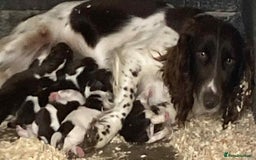 Cocker Spaniel dogs for sale: Cocker Spaniel Puppies  - Image 9