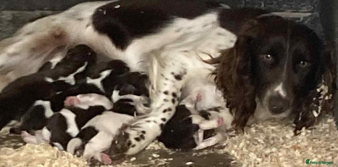 Cocker Spaniel dogs for sale: Cocker Spaniel Puppies  - Image 9