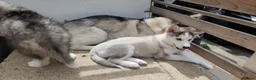 Siberian Husky dogs for sale: ​💎ONLY 1 GIRL AVAILABLE🐾Siberian Husky Puppies - Advert 3