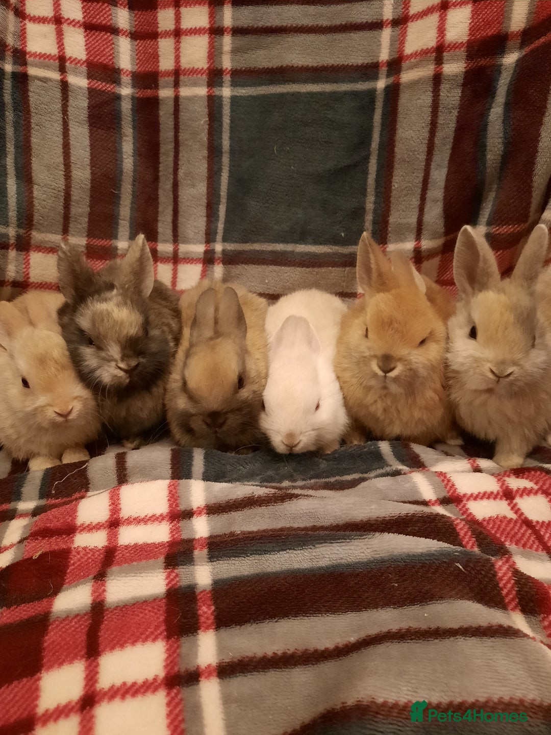 Netherland Dwarf rabbits for sale: Six Litters Of Netherland Dwarf Babies - Advert 11