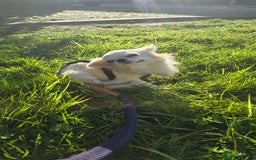 Chihuahua dogs for sale: 3 Handsome (KC) Chihuahua boys left (New photos) - Image 36