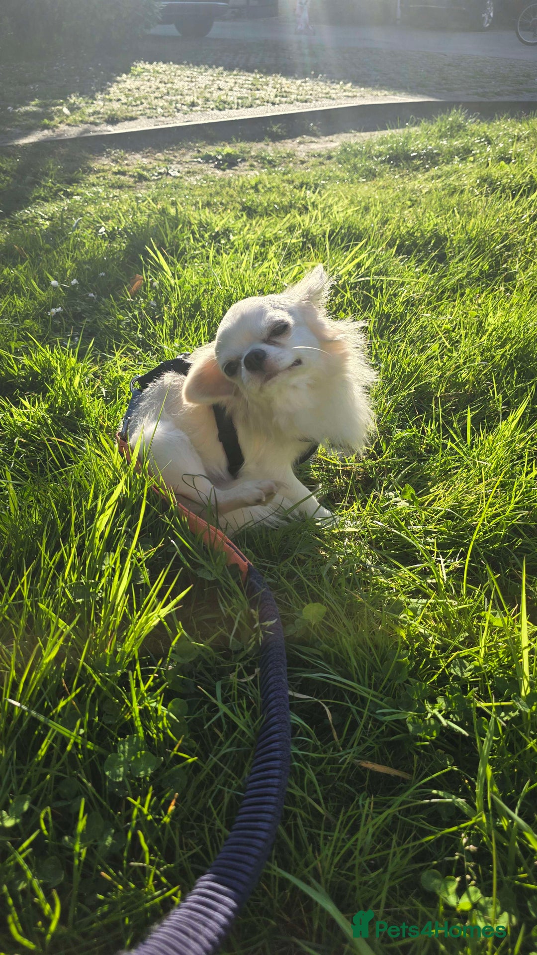 Chihuahua dogs for sale: 3 Handsome (KC) Chihuahua boys left (New photos) - Image 36