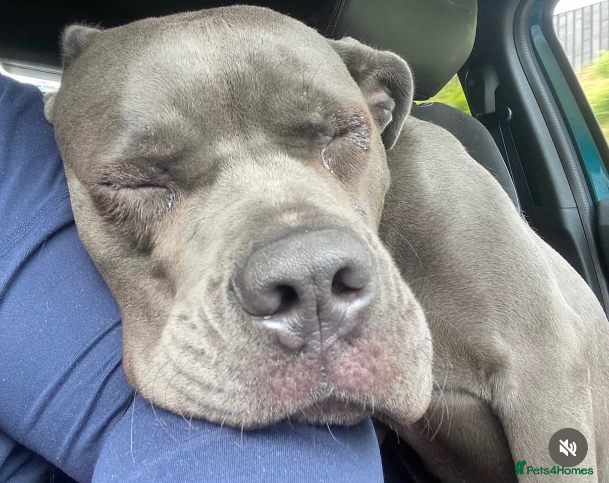 Cane Corso dogs Cane corso 2 years old  - Advert 6