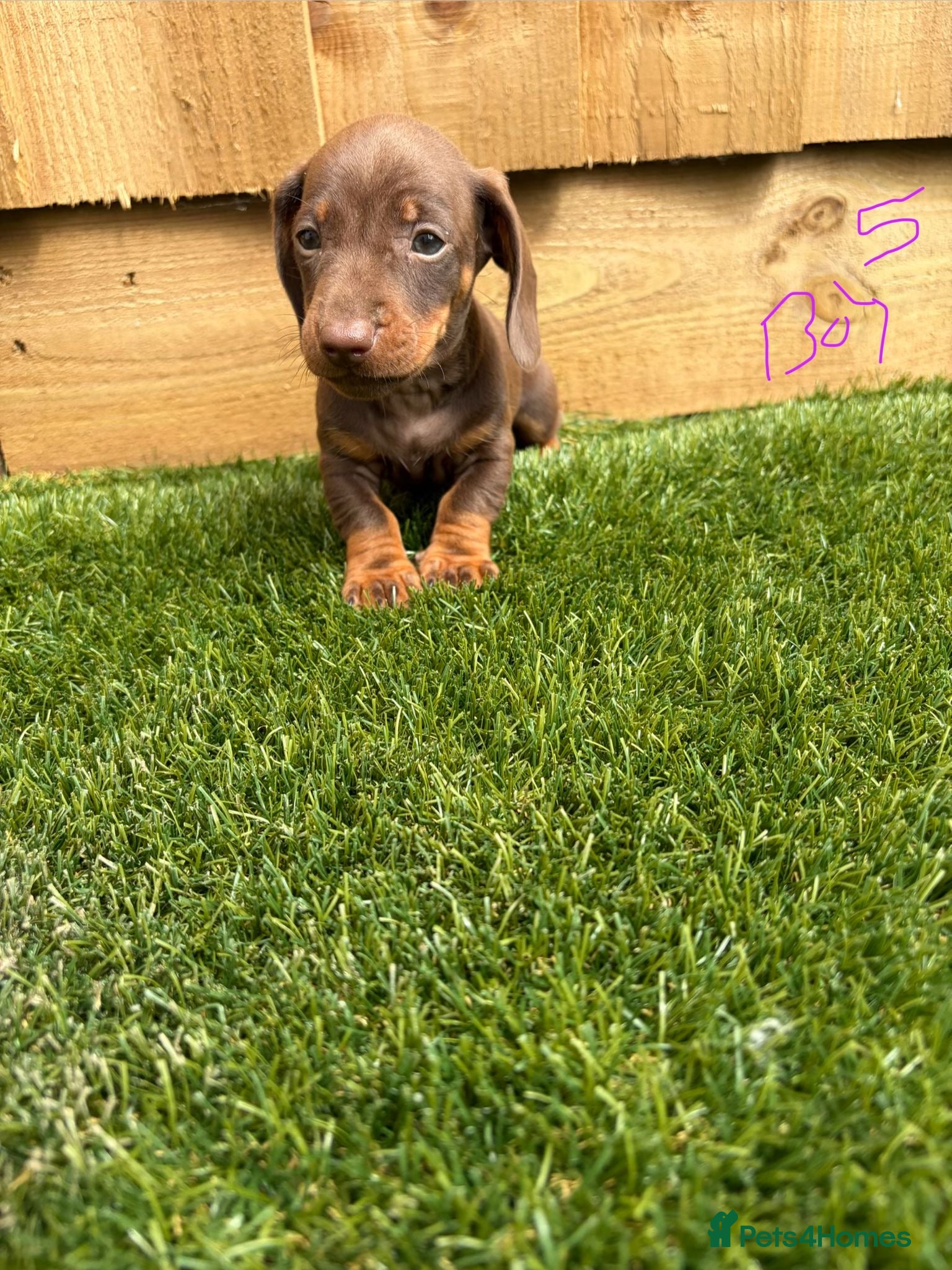 Miniature Dachshund dogs miniature dachshund 8 weeks old on the 4th of june - Advert 2