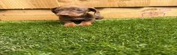 Miniature Dachshund dogs for sale: miniature dachshund - Advert 3