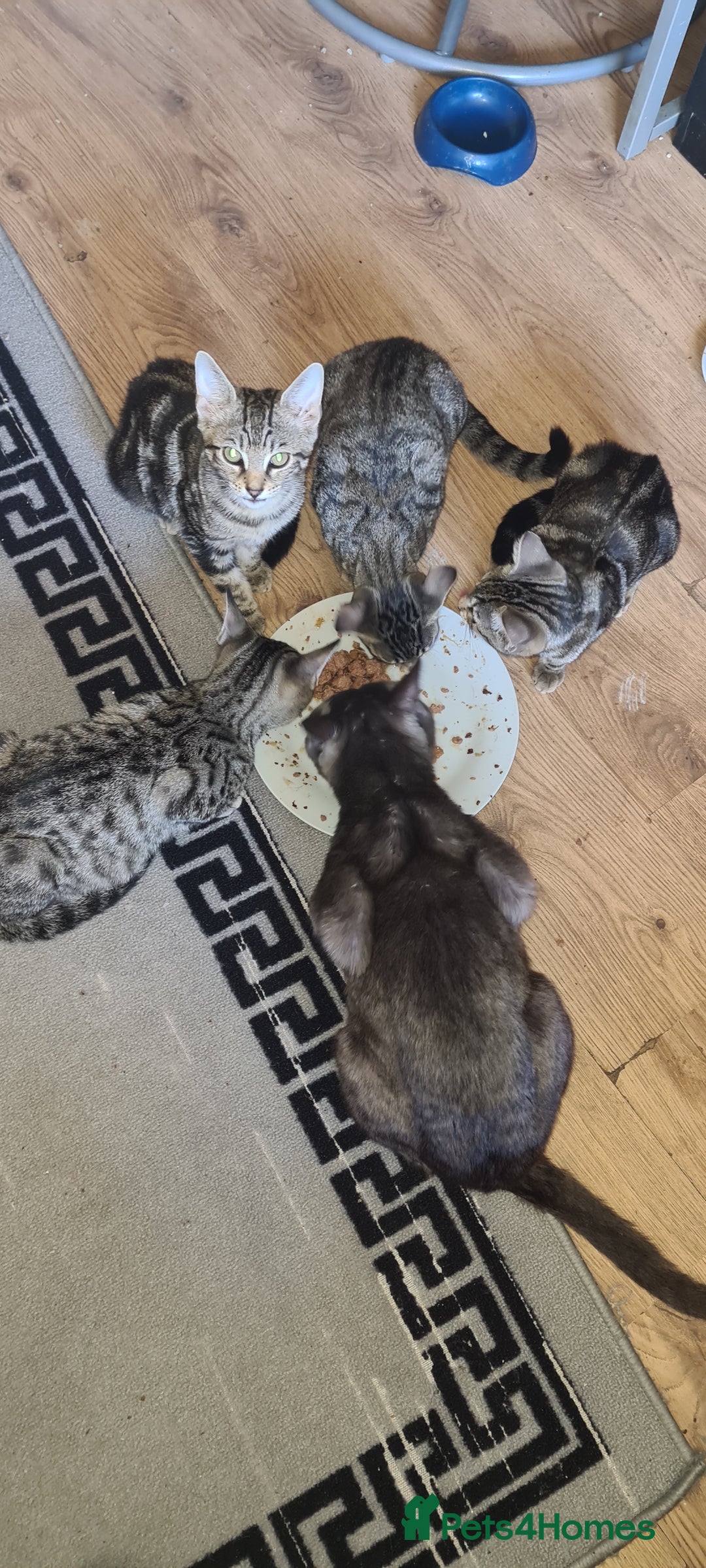 Bengal cats for sale: Mixed bengal kittens   - Image 10