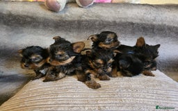 Yorkshire Terrier dogs for sale: Miniature Pedigree Yorkshire Terrier Puppies - Image 5