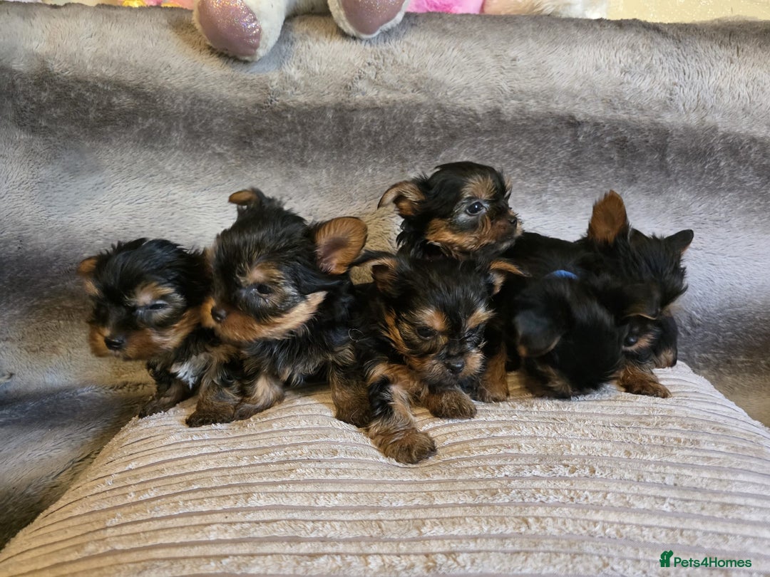 Yorkshire Terrier dogs for sale: Miniature Pedigree Yorkshire Terrier Puppies - Image 5
