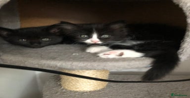 Mixed Breed cats - Advert 7
